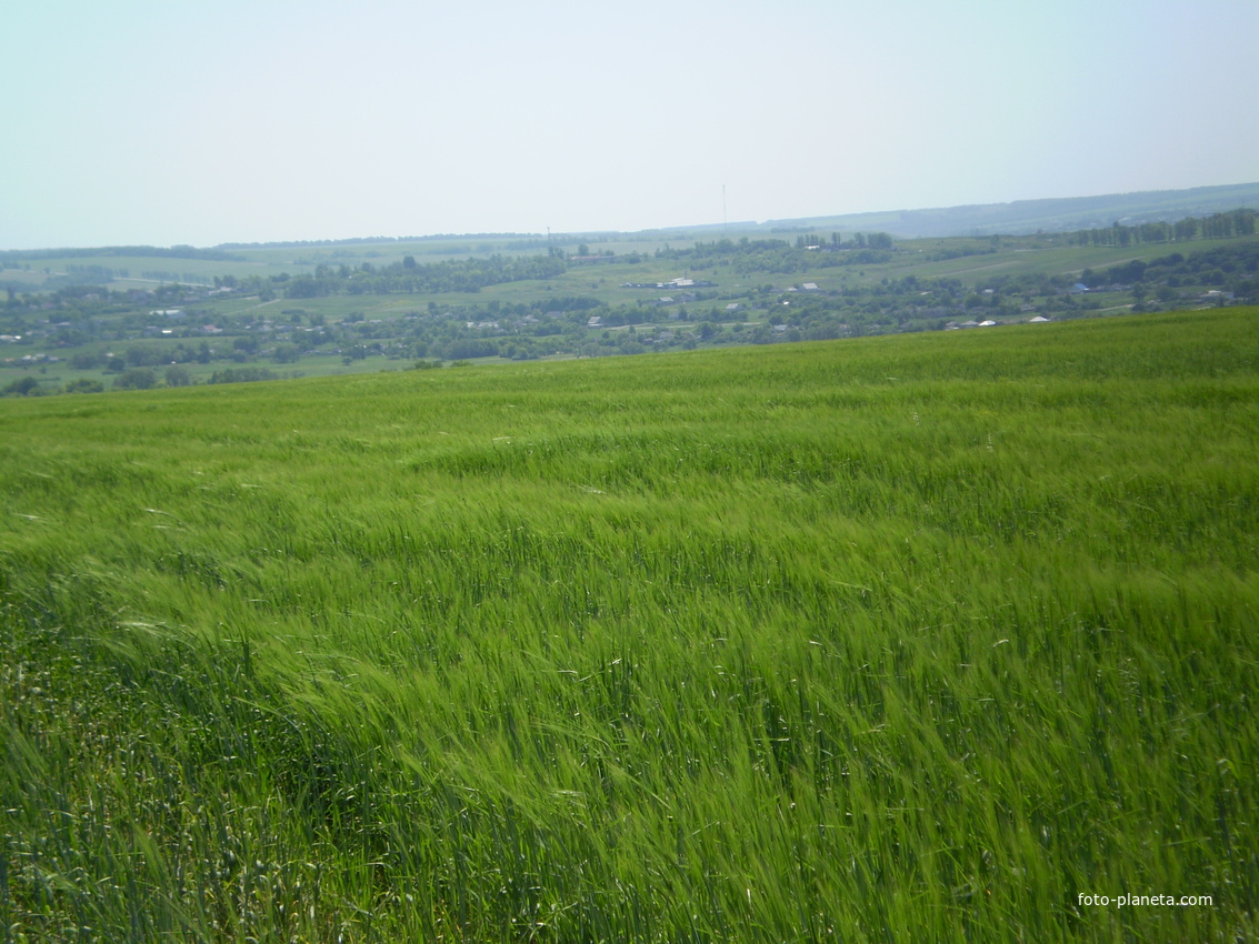 Луг &quot;Ярушка&quot; в Малом Городище. Июнь 2010