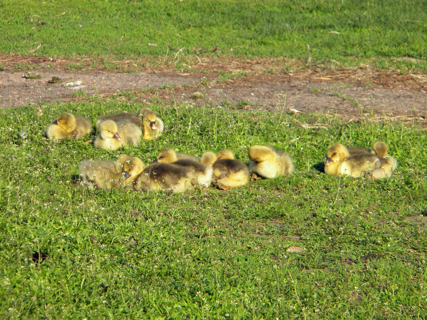 Гуси в селе Пушкарное