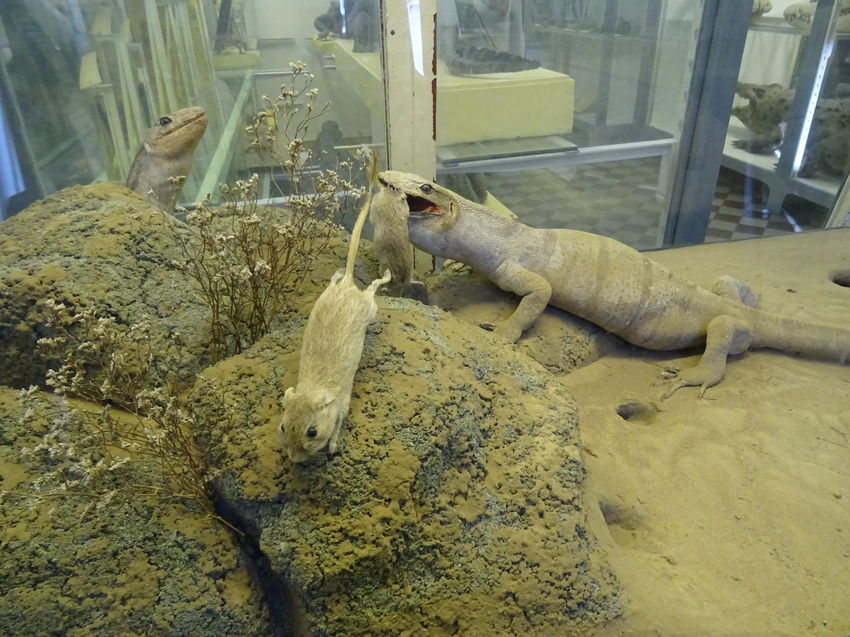 Зоологический музей