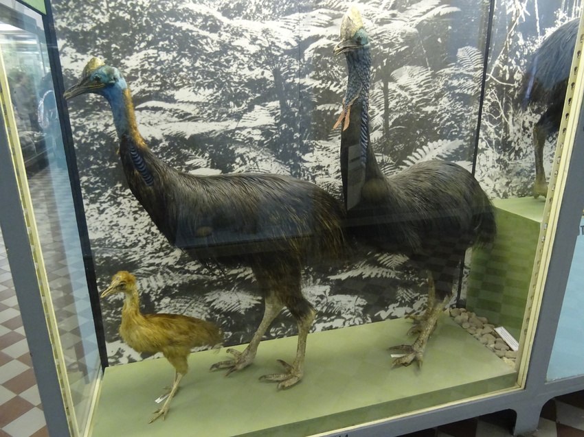 Зоологический музей