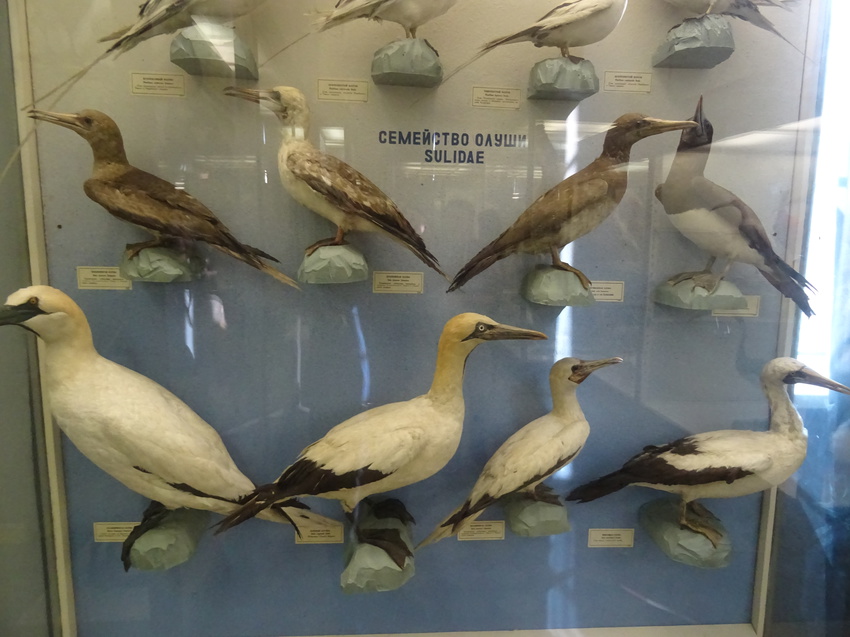 Зоологический музей