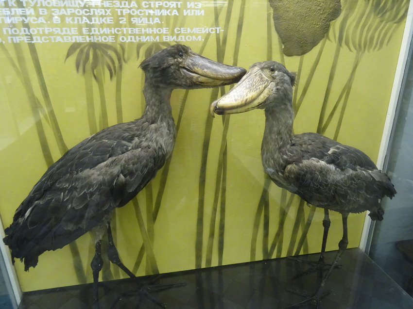 Зоологический музей