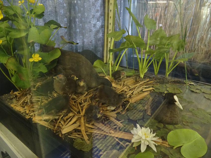 Зоологический музей