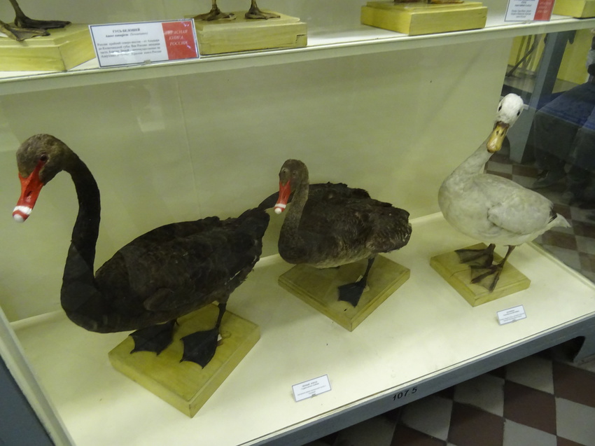 Зоологический музей