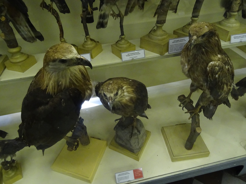 Зоологический музей