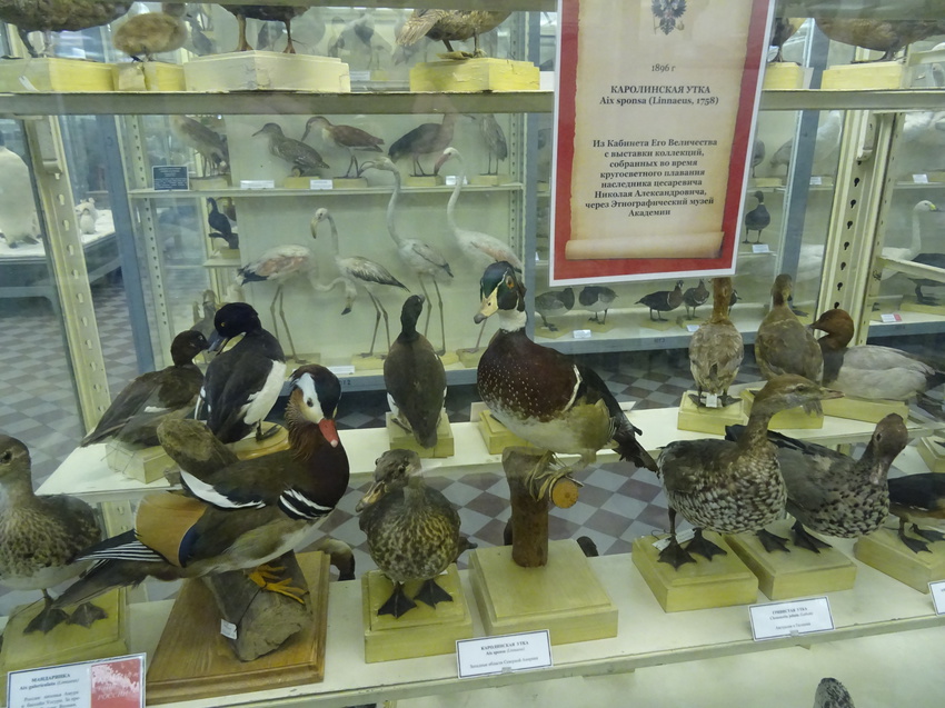 Зоологический музей