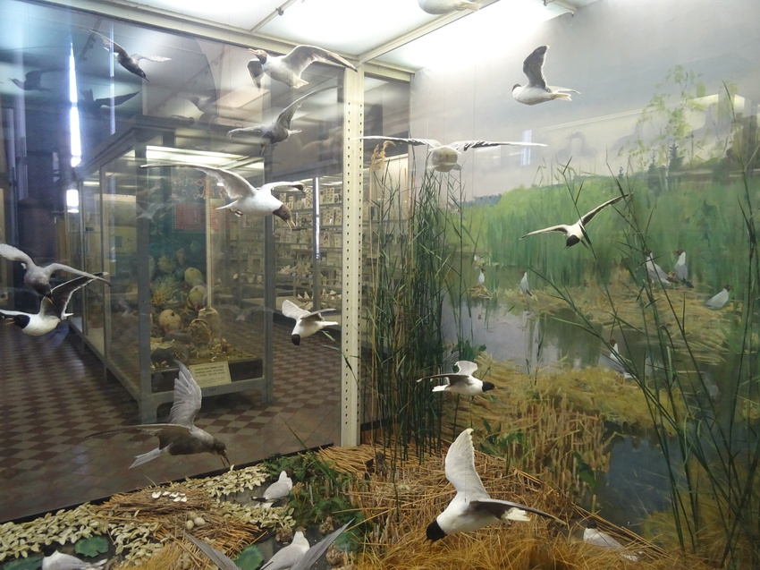 Зоологический музей