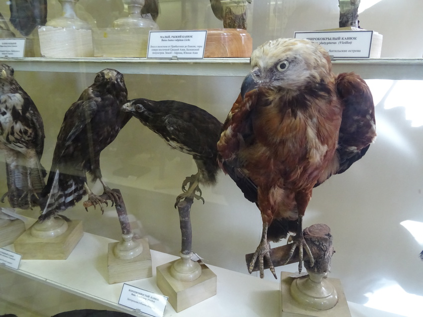 Зоологический музей