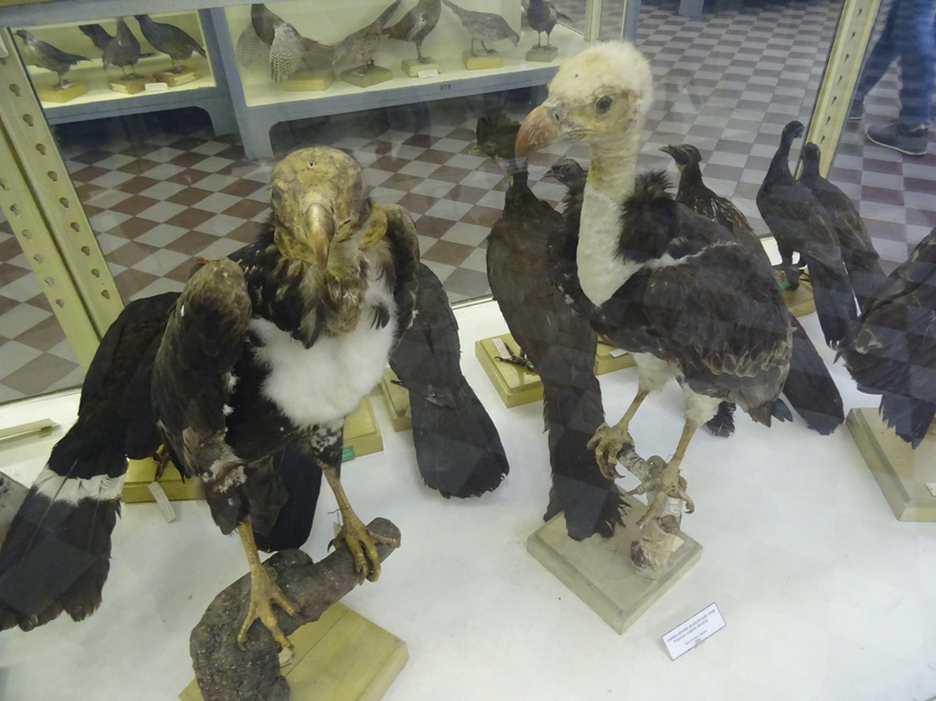 Зоологический музей