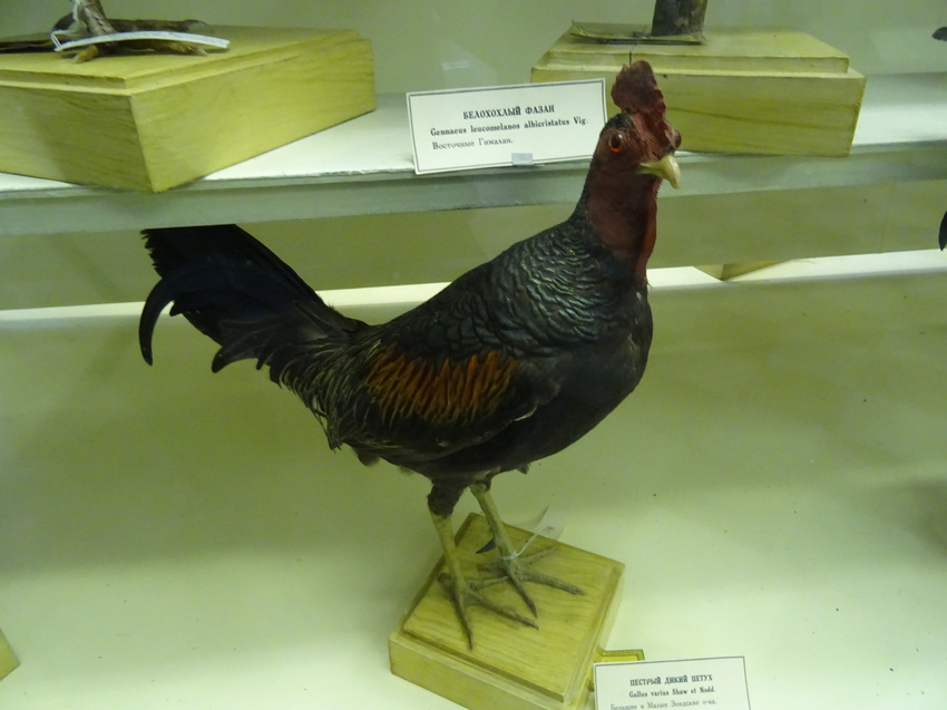 Зоологический музей