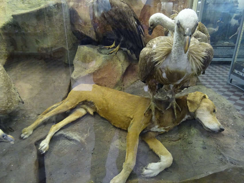 Зоологический музей