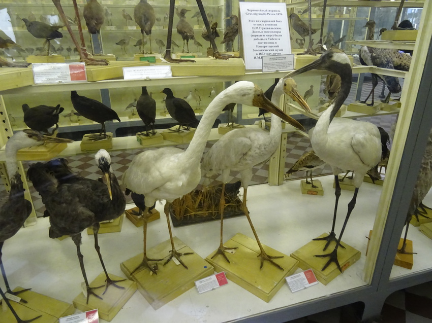 Зоологический музей