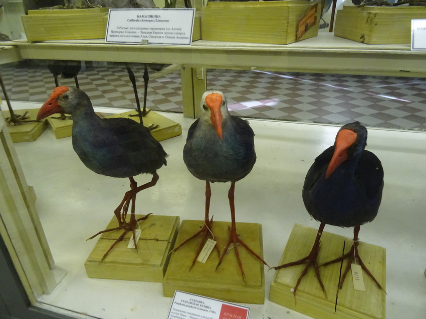 Зоологический музей