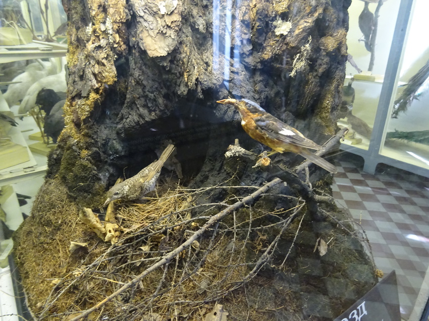 Зоологический музей