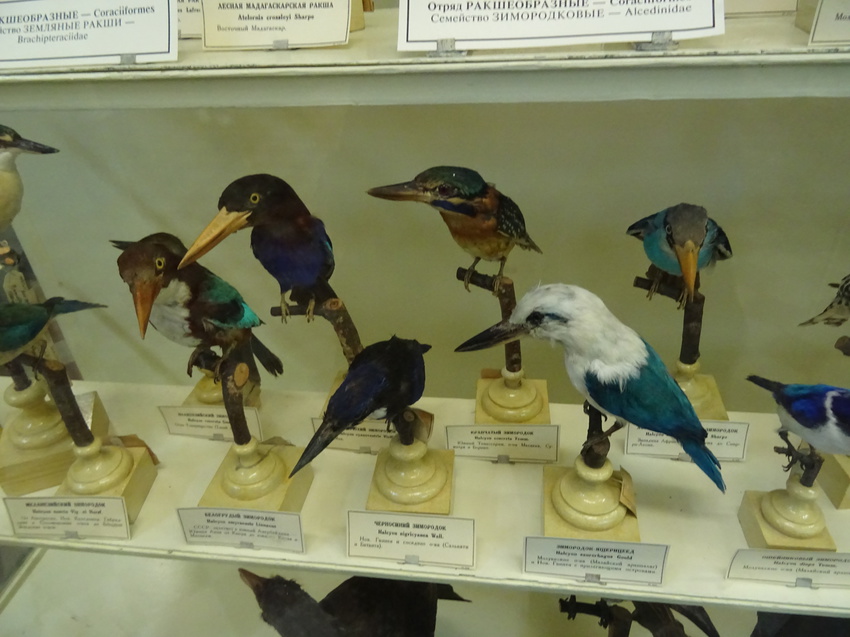 Зоологический музей