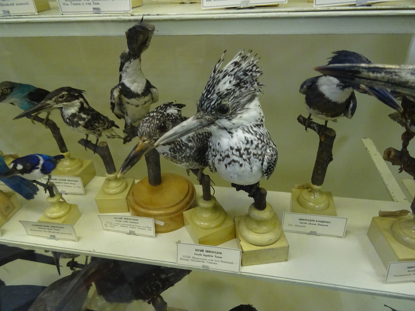 Зоологический музей