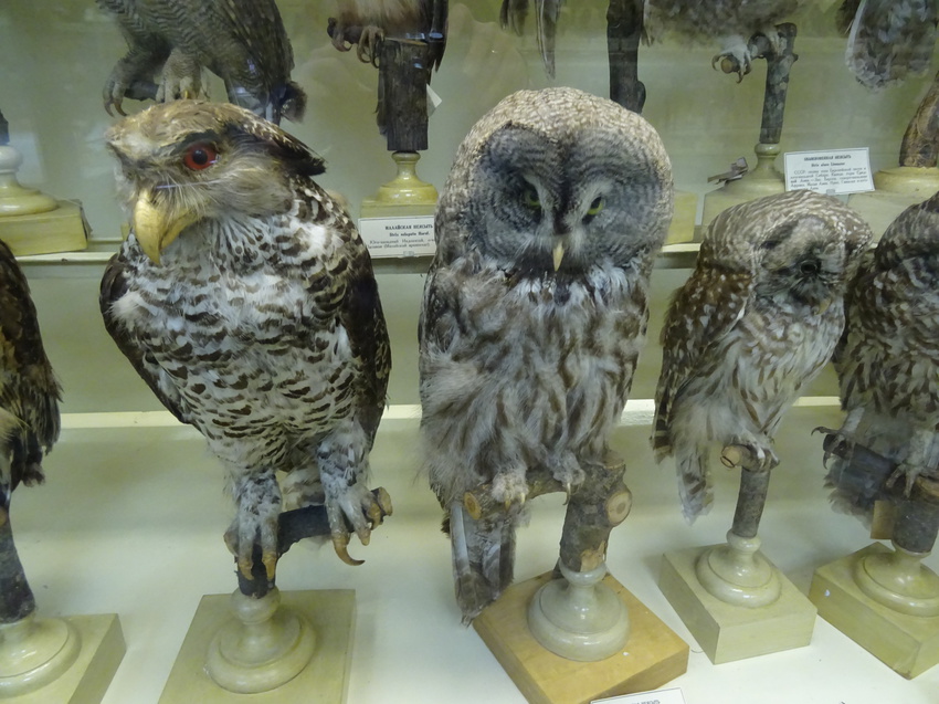 Зоологический музей