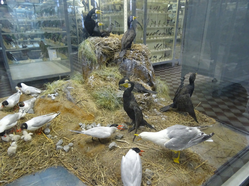 Зоологический музей