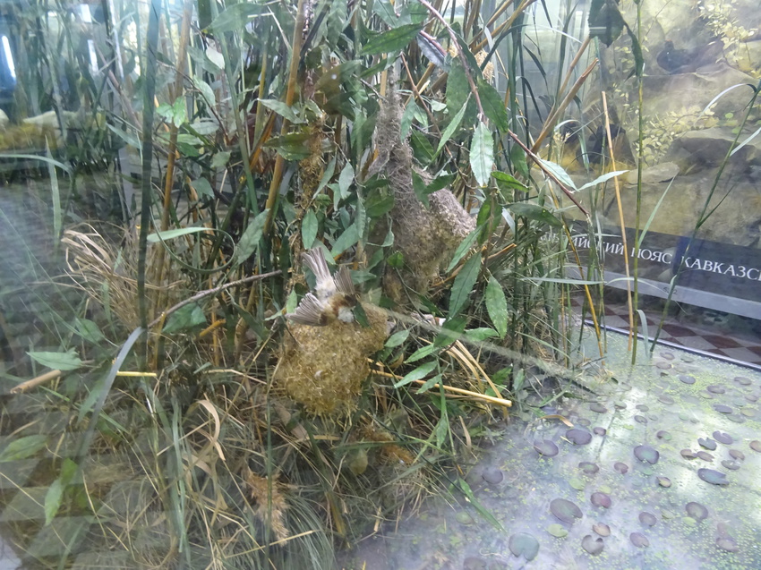 Зоологический музей