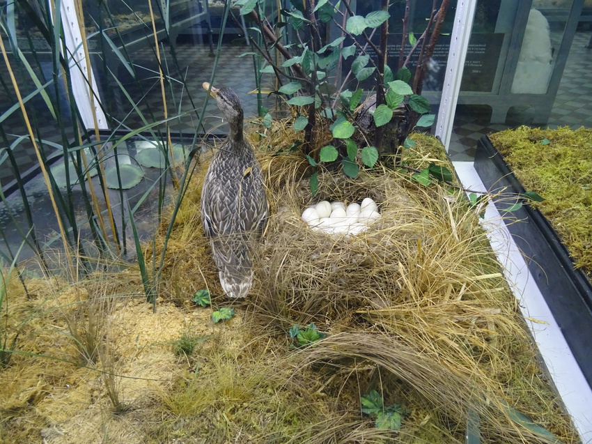 Зоологический музей