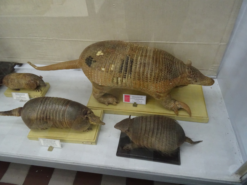 Зоологический музей