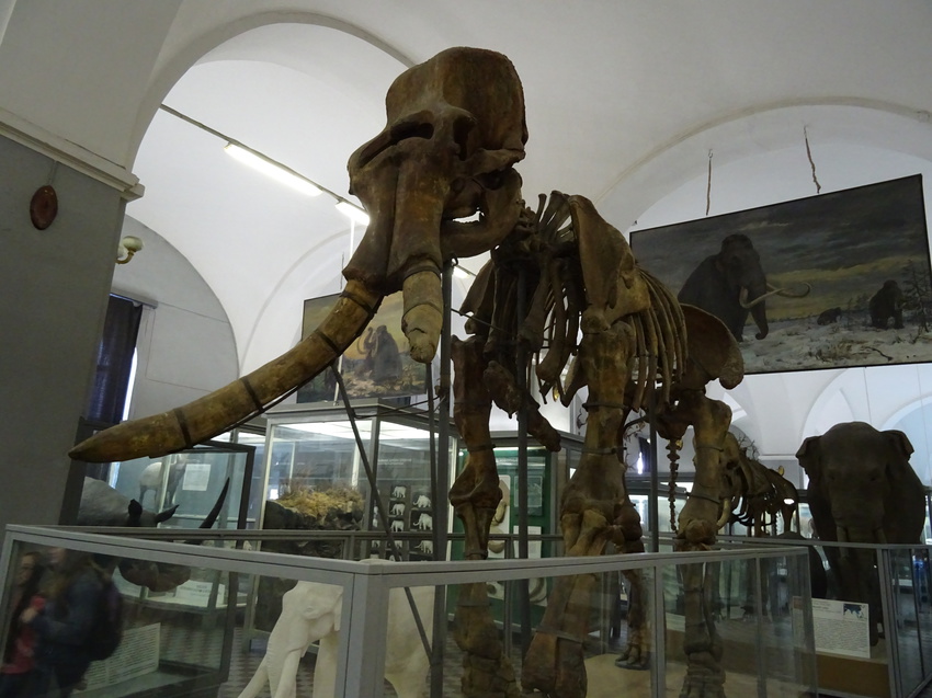 Зоологический музей