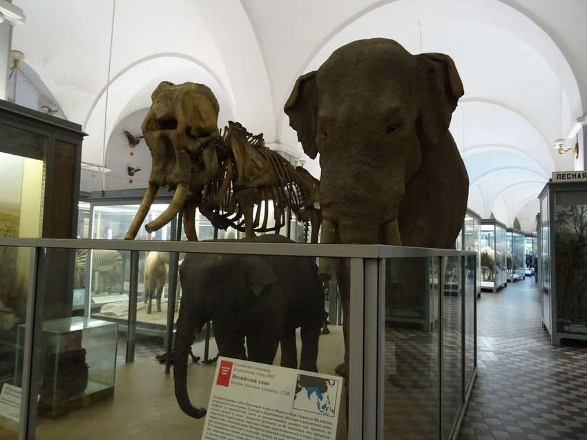 Зоологический музей