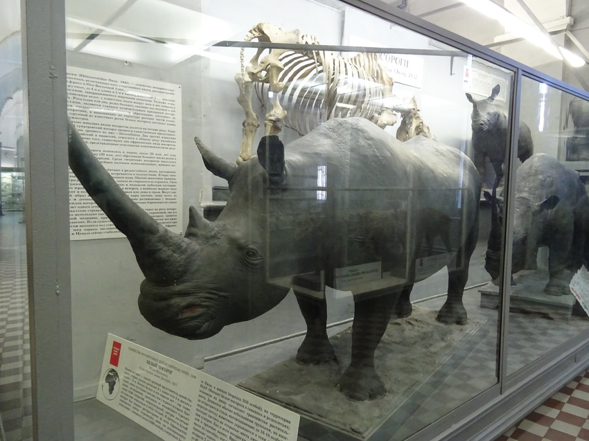 Зоологический музей