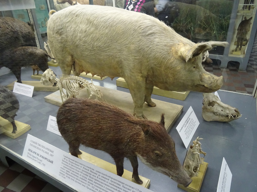 Зоологический музей