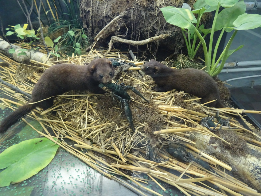 Зоологический музей