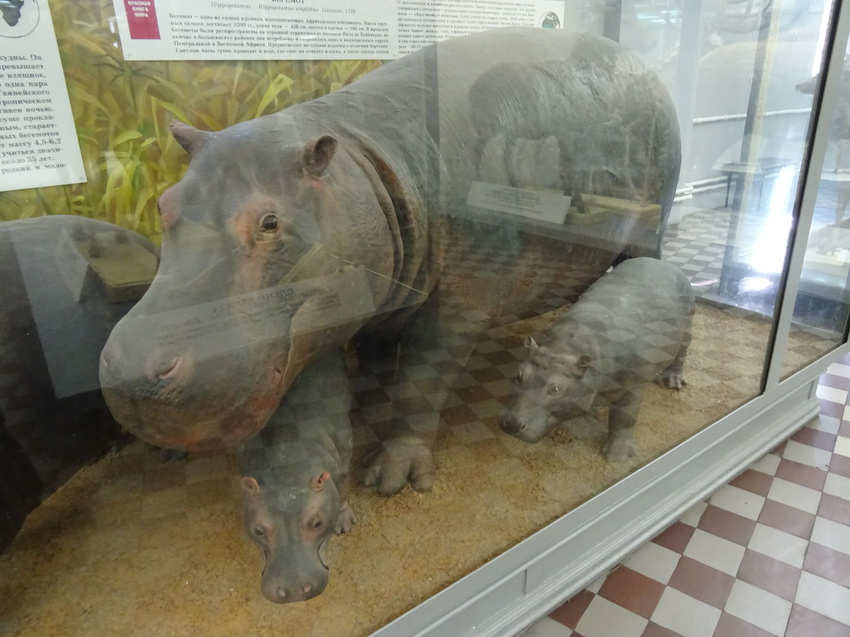 Зоологический музей