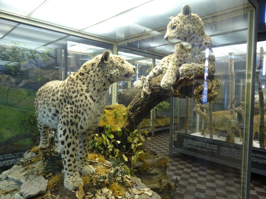 Зоологический музей