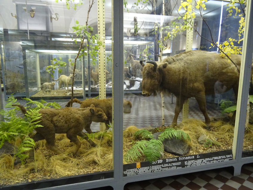 Зоологический музей