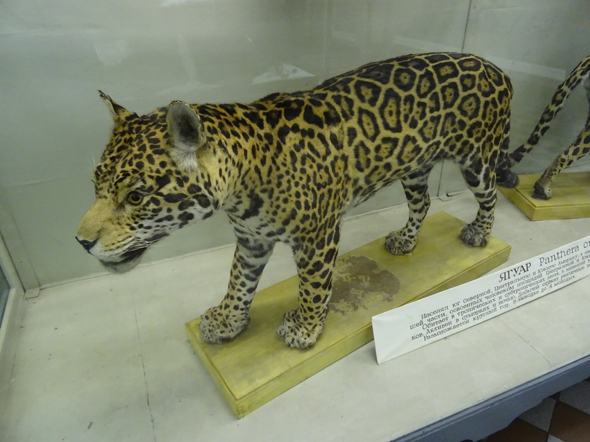 Зоологический музей