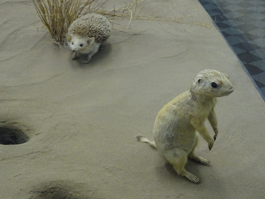 Зоологический музей