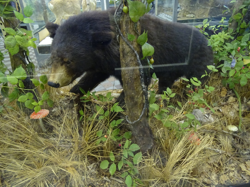 Зоологический музей