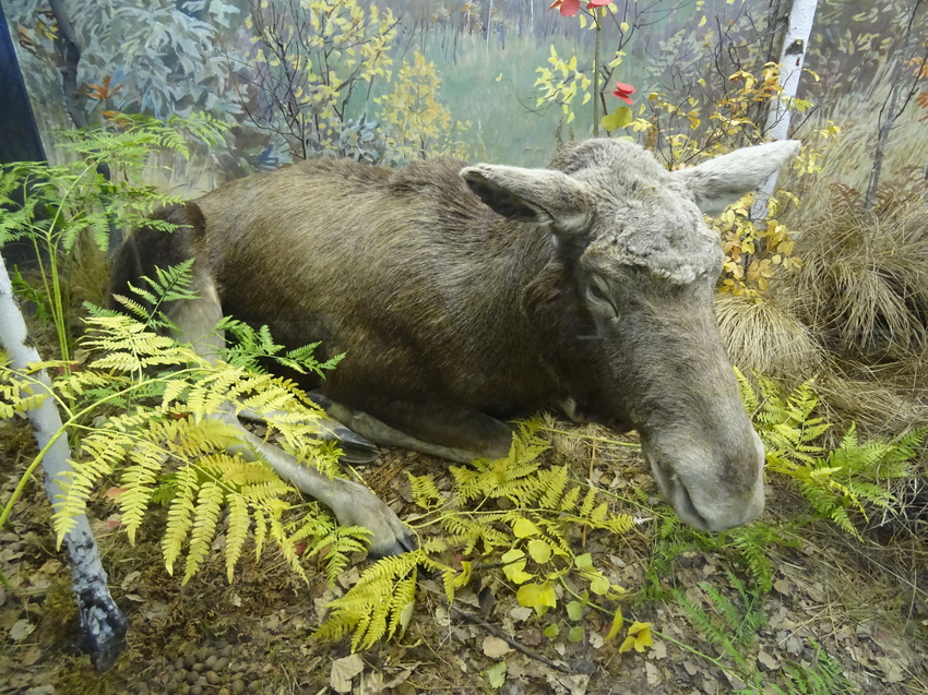 Зоологический музей