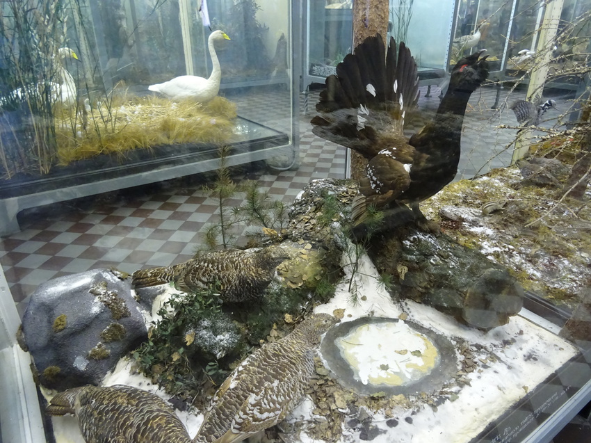 Зоологический музей