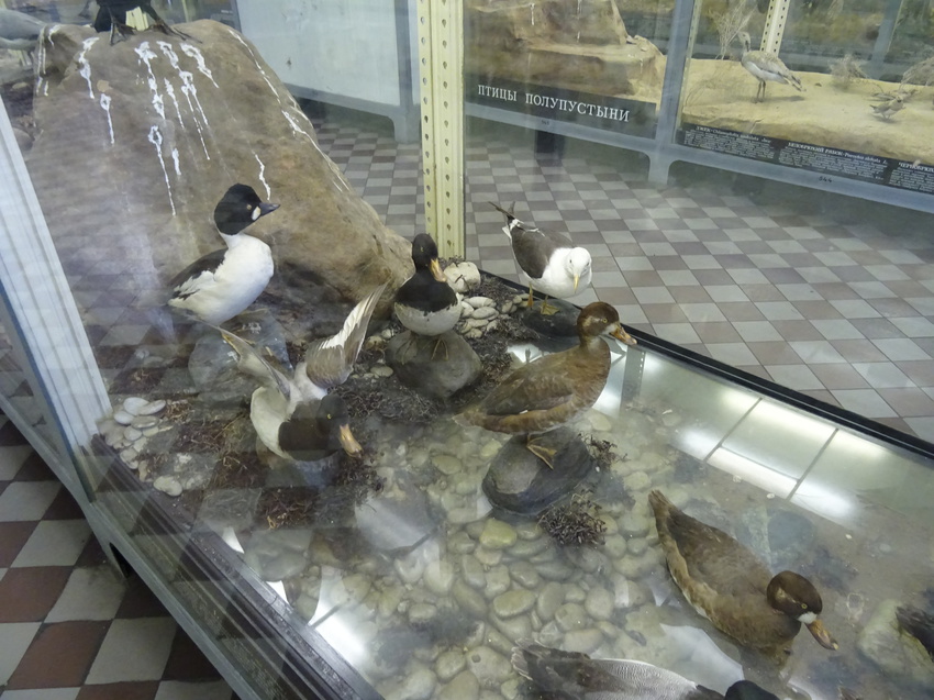 Зоологический музей