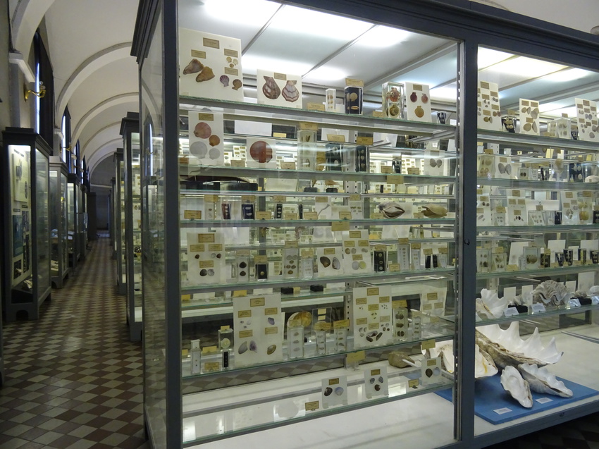 Зоологический музей