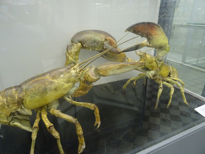 Зоологический музей