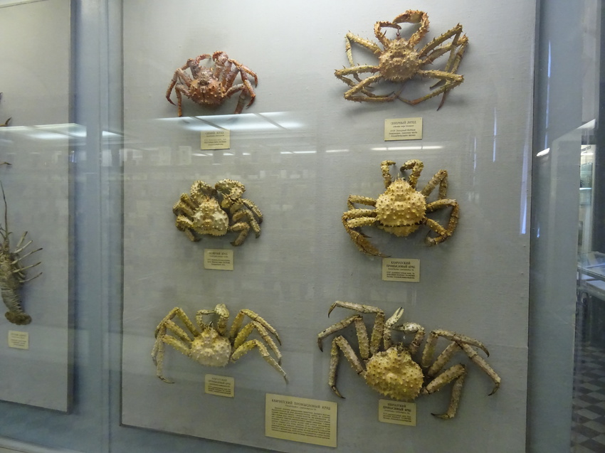 Зоологический музей