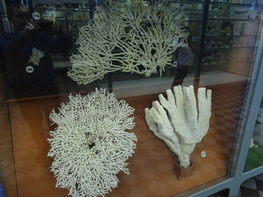 Зоологический музей