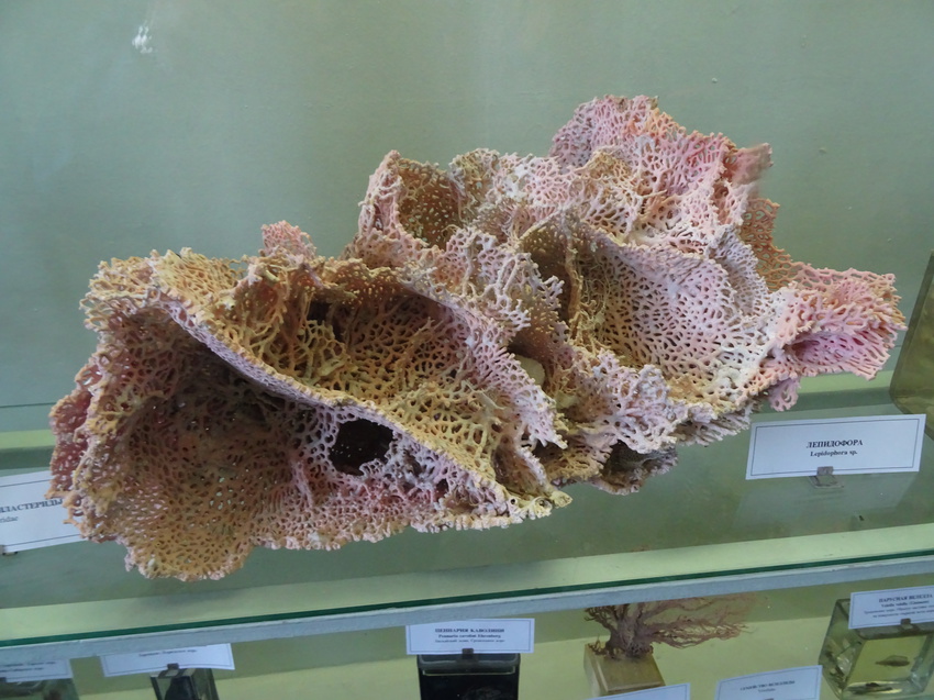 Зоологический музей