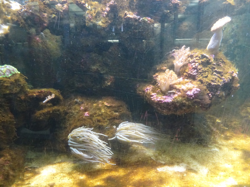 Зоологический музей