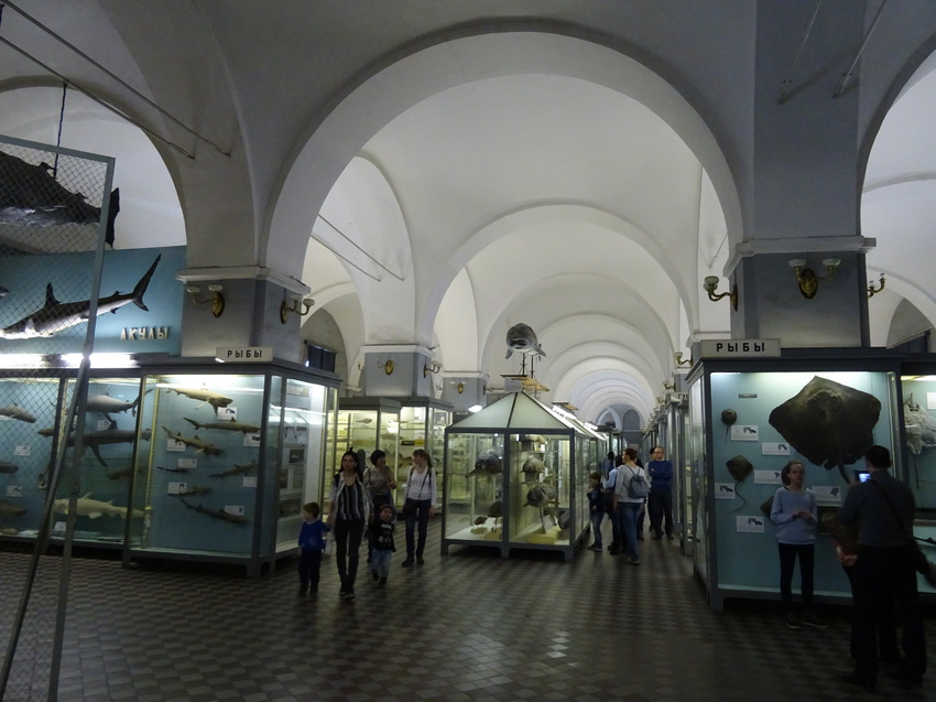 Зоологический музей