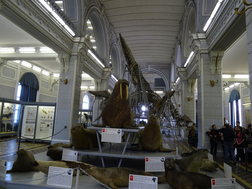 Зоологический музей