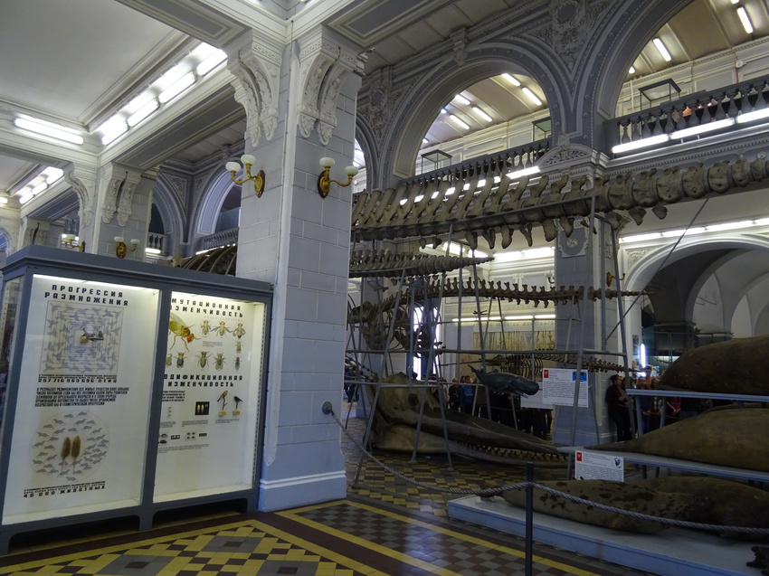 Зоологический музей