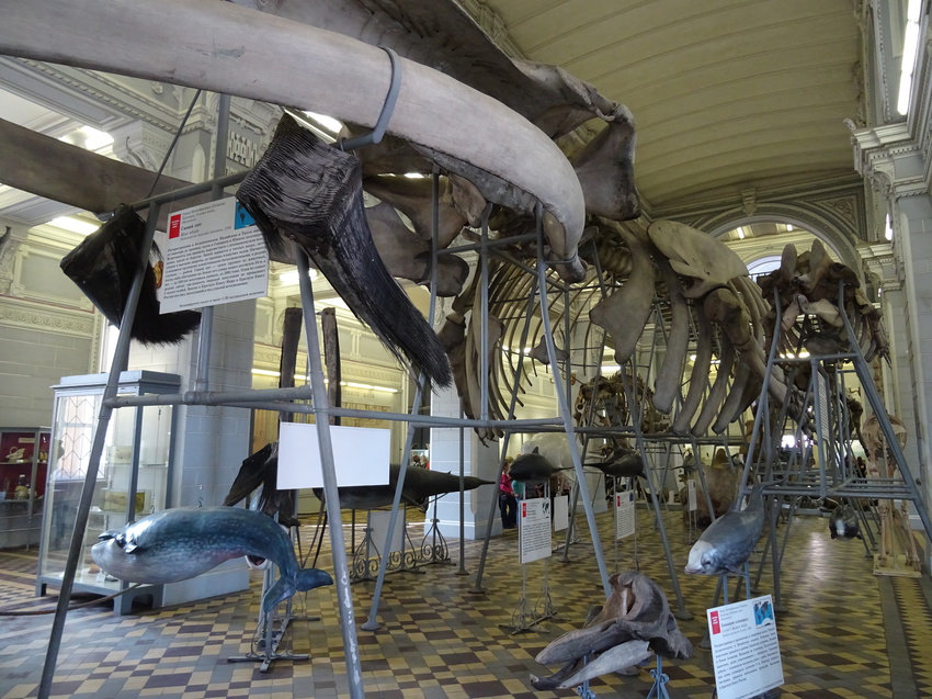 Зоологический музей