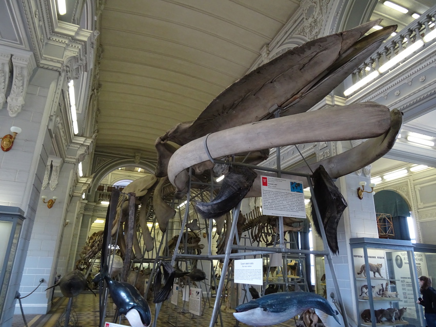 Зоологический музей